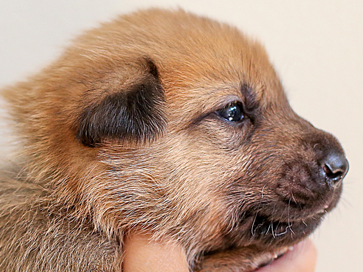 chinook puppy